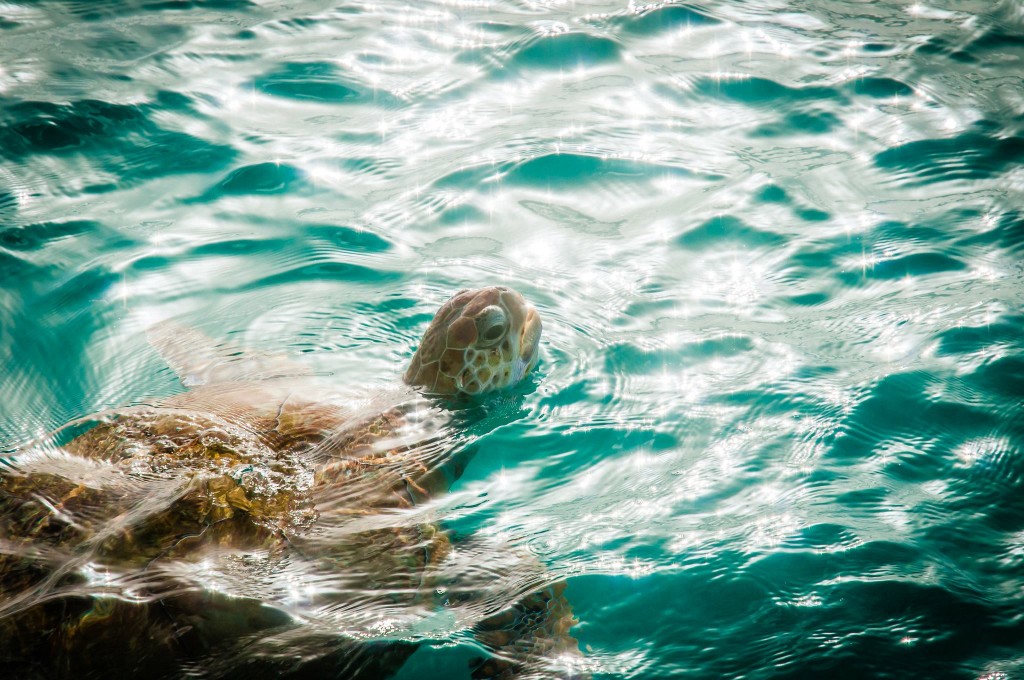 Waves Beach Resort Turtles
