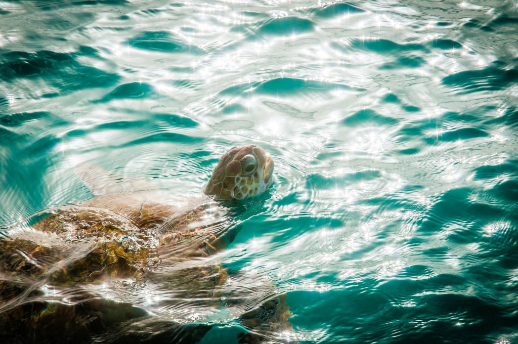 Waves Beach Resort Turtles